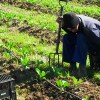 In the field at Betlehem